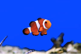 clown-fish-image-of-clown-fish-in-aquarium-water-stock-photos_csp16954435